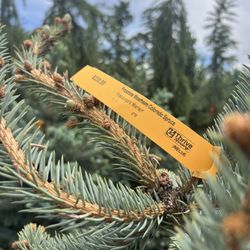 Thrive Nursery - Pine trees