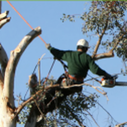 Petty's Tree Service