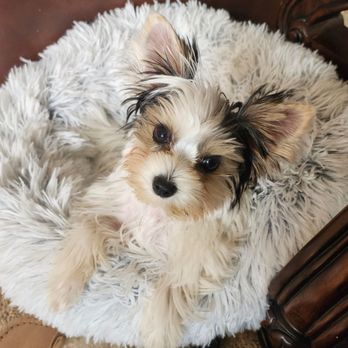 Rocky Mountain Biewer Terriers - Pet Breeders Near Me - Dolores, Colorado
