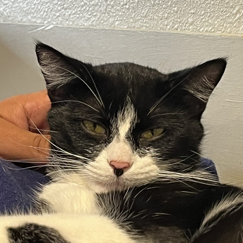 Orlando Cat Cafe - Cat - Animal Shelters Near Me - Clermont, Florida