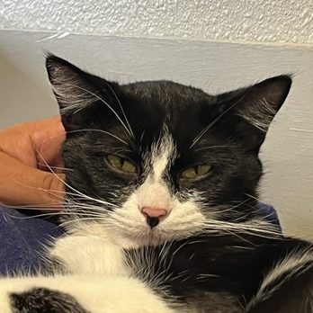 Orlando Cat Cafe - Cat - Animal Shelters Near Me - Clermont, Florida Orlando Cat Cafe - Cat - Animal Shelters Near Me - Clermont, Florida