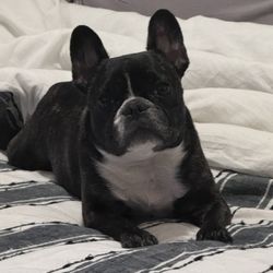 Pleasant Valley Animal Hospital - Scarlette waiting for mom and dad to come to bed
