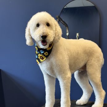 The Dapper Dog Den - Look at this extra good boy and his teddy bear face - Pet Groomers Near Me - Hamilton, Ontario