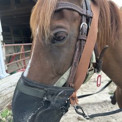 Millbrook Trail Rides