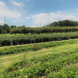 George Schmidt Berry Farm