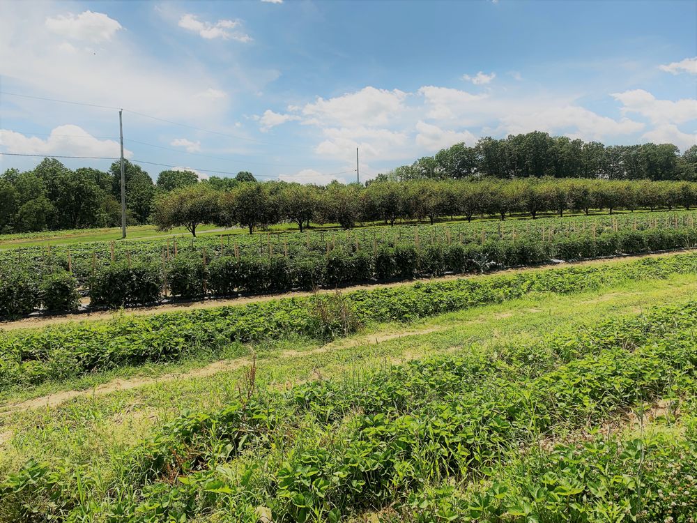 SCHMIDT BERRY FARM Updated September 2024 5681 Berry Dr, New