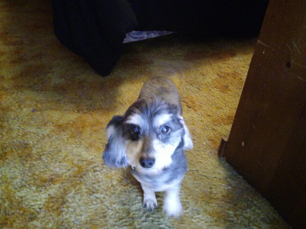 DOGGIE STYLES PET GROOMING 799 Hwy 99 N, Eugene, Oregon Pet Groomers Phone Number