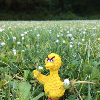 Hadbro Toys - Big Bird Being Bonkers - Toy Stores Near Me - Capitola, California