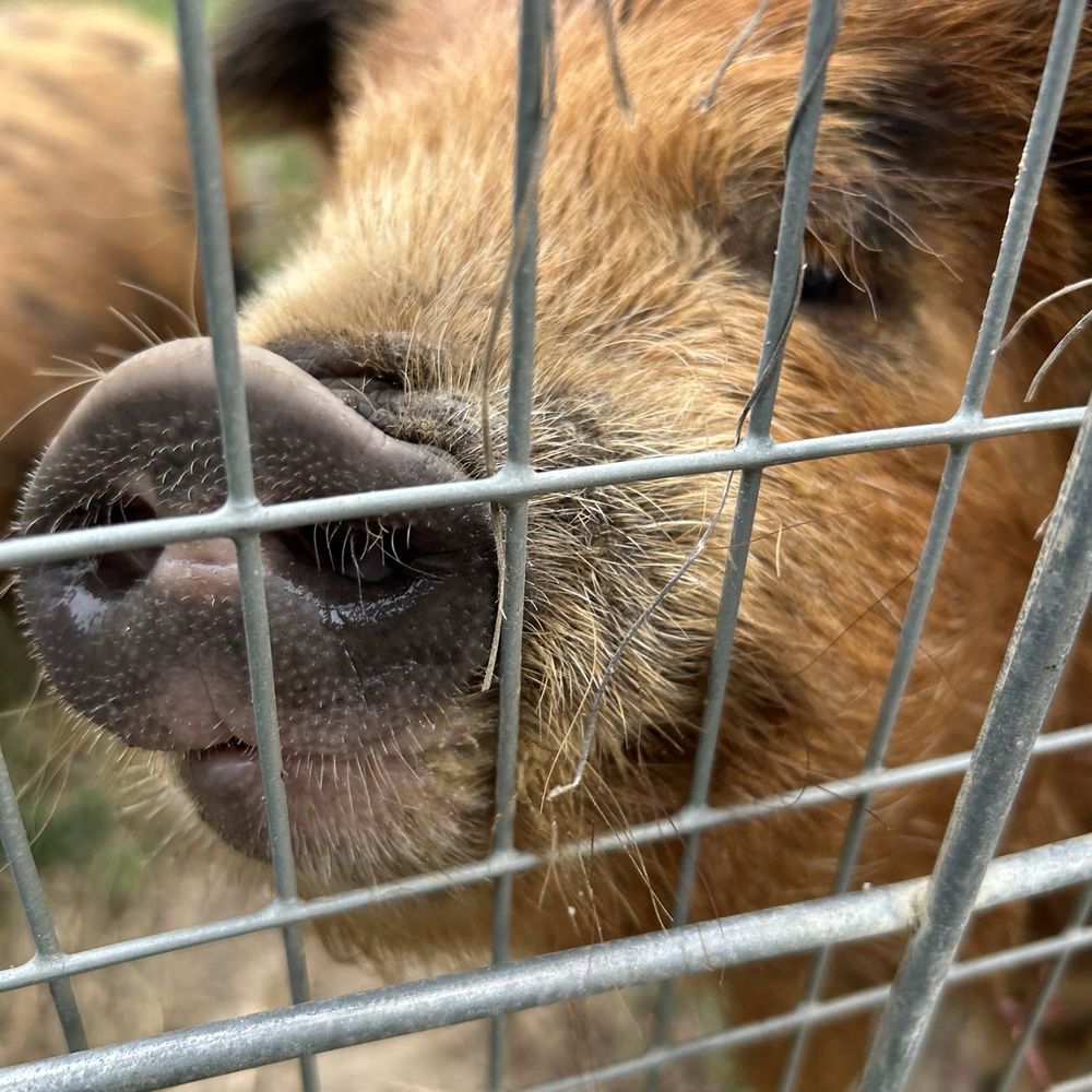 pig pig