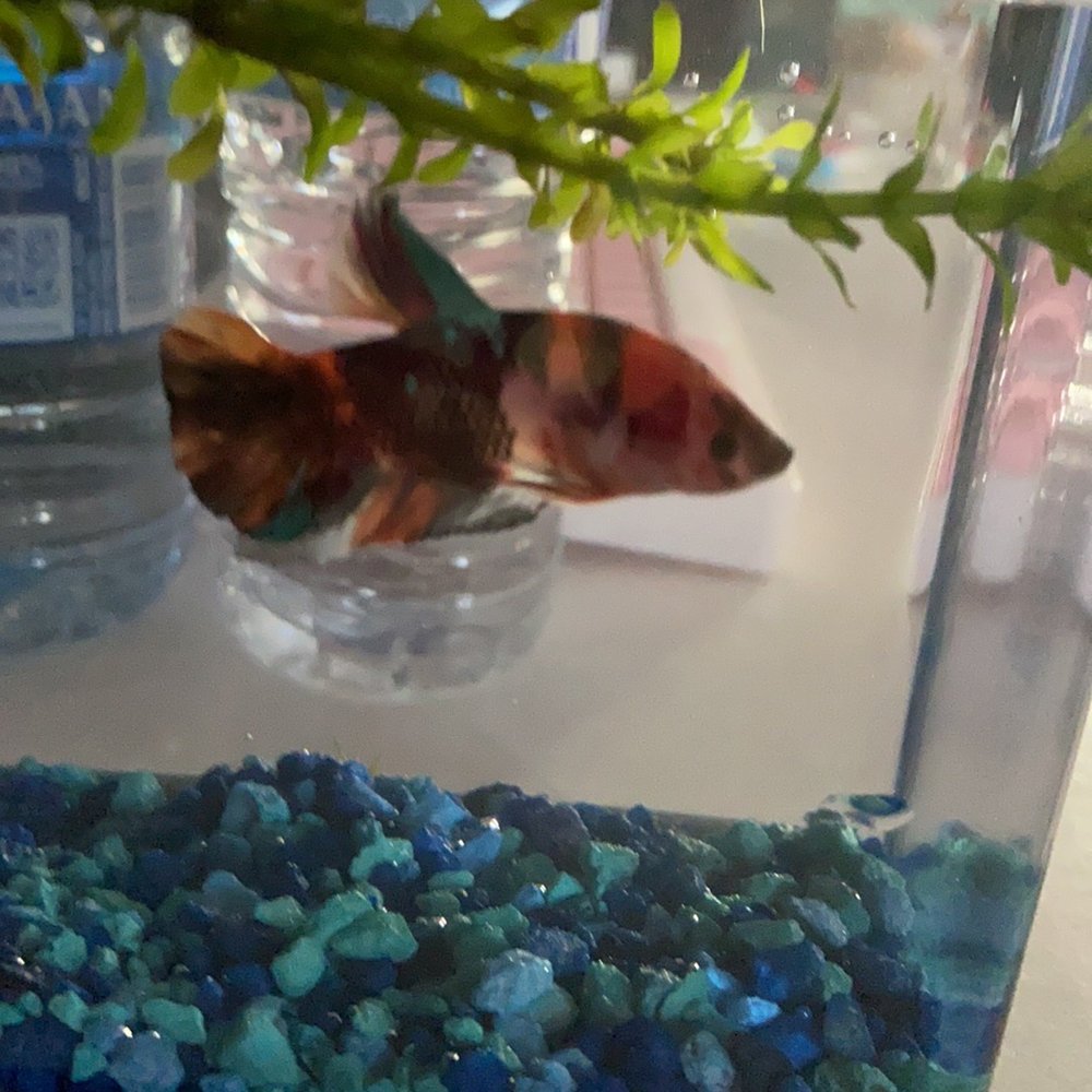 MastahBetta Fish Shop - Such colorful fish!! - Local Fish Stores Near Me - Honolulu, Hawaii