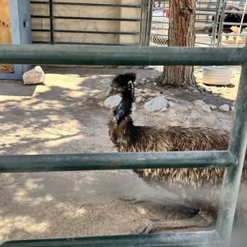 Lion Habitat Ranch - Ostrich - Zoos Near Me - Henderson, Nevada Lion Habitat Ranch - Ostrich - Zoos Near Me - Henderson, Nevada
