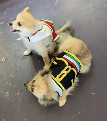 Fur-Kids Boutique by null