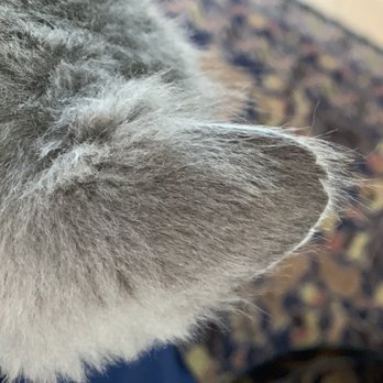 the best little cat house