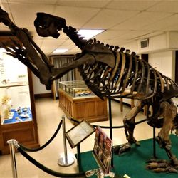 Orton Geological Museum - Megalonyx Jeffersoni Giant Ground Slouth