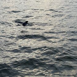 Adventures in Paradise - Fort Meyers Beach - Dolphins