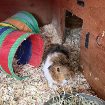 Tanisha's Loving Pet Care Services - Some piggy love - Dog Walkers Near Me Tanisha's Loving Pet Care Services - Some piggy love - Dog Walkers Near Me