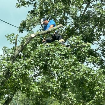 Miley's Tree - Tree Services Near Me - Charleston, West Virginia Miley's Tree - Tree Services Near Me - Charleston, West Virginia