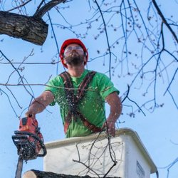 Maple Springs Tree Service - We will trim dangerous branches, prune your bushes, and even remove trees with severe problems.
