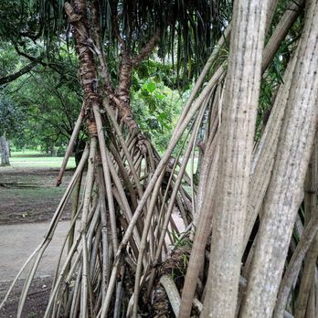Jardim Botânico - Jardim Botânico 09/06/19 - Botanical Gardens Near Me - Rio de Janeiro, RJ