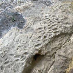 Washington State Park - Petroglyphs