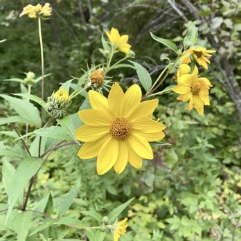 Mille Lacs Kathio State Park - Sunflower - Parks Near Me - Onamia, Minnesota Mille Lacs Kathio State Park - Sunflower - Parks Near Me - Onamia, Minnesota