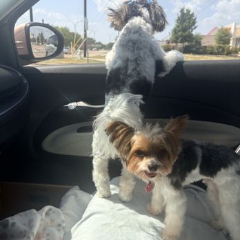 The dogSpaw - Pet Groomers Near Me - Arlington, Texas