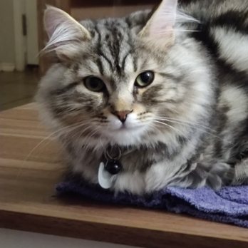Quivive Siberian Forest Cats - Pet Breeders Near Me Quivive Siberian Forest Cats - Pet Breeders Near Me