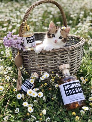 BOURGOIN COGNAC by null