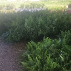 The Garden Spot - Large Kimberlies $25