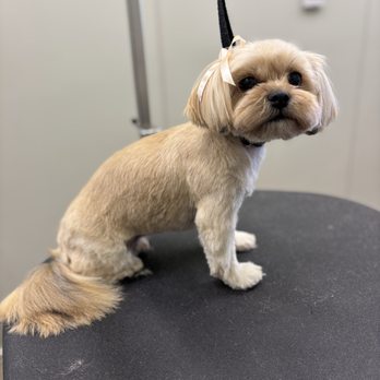 Grooming By Briana - Pet Groomers Near Me - Escondido , California Grooming By Briana - Pet Groomers Near Me - Escondido , California