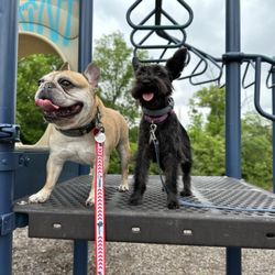 Good Shepherd Training - Experiencing different surfaces and obstacles to walk over will enhance the fun of your daily walks.