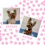 Photo of The Doggy House Grooming Salon