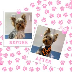 The Doggy House Grooming Salon