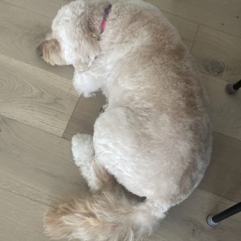 High Tails Pet Grooming - Romeo happily sleeping freshly groomed - Pet Groomers Near Me High Tails Pet Grooming - Romeo happily sleeping freshly groomed - Pet Groomers Near Me