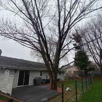 Livick Tree Service - Before picture of a big silver maple trapped in the backyard we removed with no access. - Tree Services Near Me - Janesville, Wisconsin Livick Tree Service - Before picture of a big silver maple trapped in the backyard we removed with no access. - Tree Services Near Me - Janesville, Wisconsin