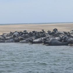 Seals