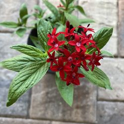 Hickory hammock Native Plant Nursery - Old-fashioned red Pentas: a nectar plant for butterflies and other pollinators.