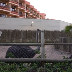Parque de Prudencio Navarro - Avestruz
