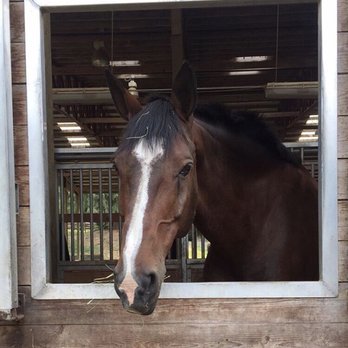 Sundance Equestrian - Bigs looking out his window at Sundance - Horseback Riding Near Me - Woodinville, Washington