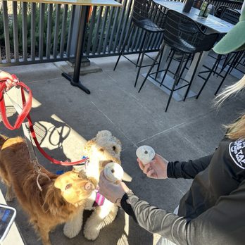 The Brass Tap - Rufus and Rona having a Pup cup - Beer Bar Near Me - Gilbert, Arizona The Brass Tap - Rufus and Rona having a Pup cup - Beer Bar Near Me - Gilbert, Arizona