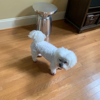 Bark 5th Ave - My handsome dog with his awesome haircut - Pet Groomers Near Me - Matthews, North Carolina