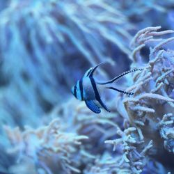 Oklahoma Aquarium - Cute fish