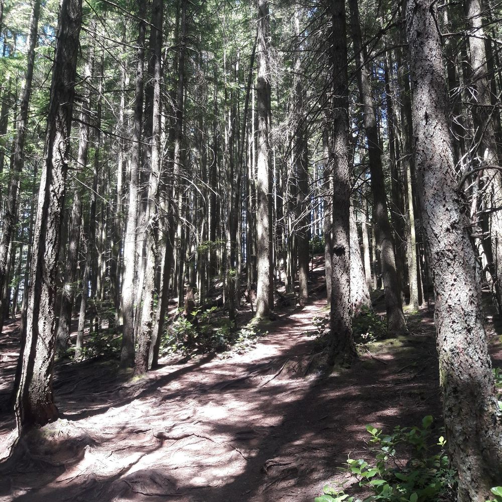 Oyster Dome Trail - Hiking Near Me - Bow, Washington Oyster Dome Trail - Hiking Near Me - Bow, Washington