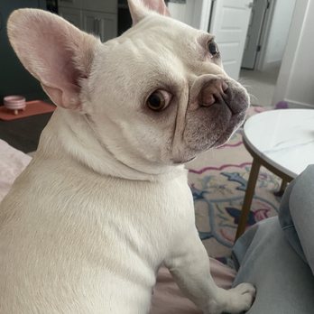 Awesome Mannered Canines - Pet Training Near Me