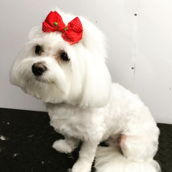 Tiko's Pet Grooming - Karla estuvo lista para Navidad!!! - Pet Groomers Near Me Tiko's Pet Grooming - Karla estuvo lista para Navidad!!! - Pet Groomers Near Me