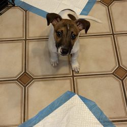 Humane Society of Missouri - My newly adopted dog!