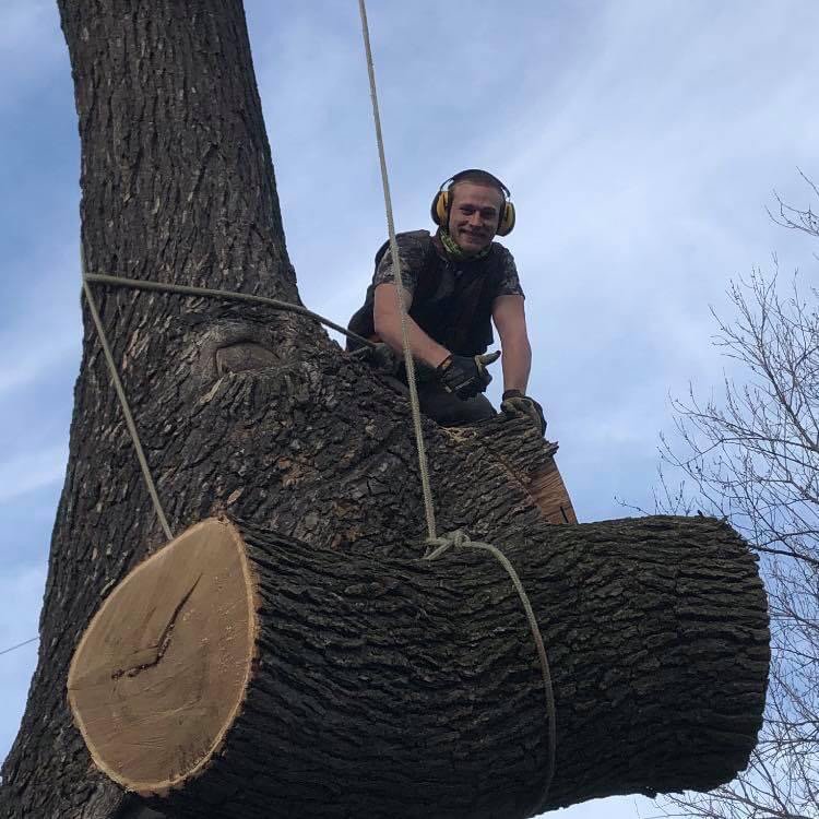 DJC Property Management - tree service in Troy, MI