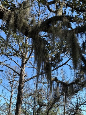 Carolina Beach State Park by null