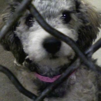 Carson Animal Care Center - Vivi - Animal Shelters Near Me - Gardena, California