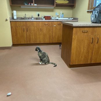 Odyssey Veterinary Care - Awaiting Monica to pounce on her - Veterinarians Near Me - Fitchburg, Wisconsin Odyssey Veterinary Care - Awaiting Monica to pounce on her - Veterinarians Near Me - Fitchburg, Wisconsin